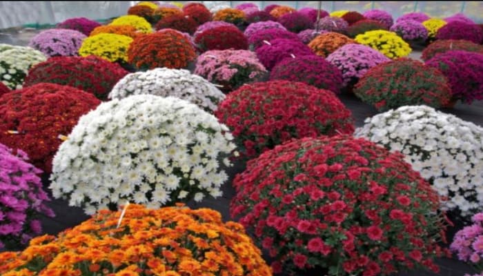 Chrysanthemum Farming: कम लागत में अधिक मुनाफे का शानदार विकल्प है गुलदाउदी