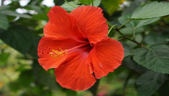 Hibiscus Growth: गुड़हल के पौधे की ग्रोथ रुक गई है? किचन में मौजूद यह चीज देगा नया जीवन, पौधा फूलों से भर जाएगा