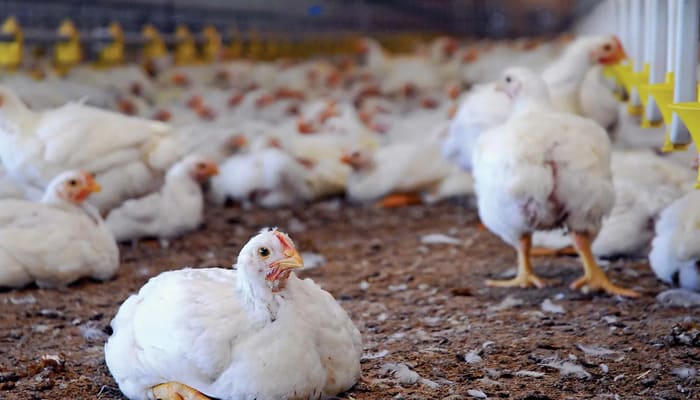 Poultry Farming: पोल्ट्री फार्म से मुनाफा कमाने के लिए साइंटिफिक तरीके से करें चूजों की देखभाल