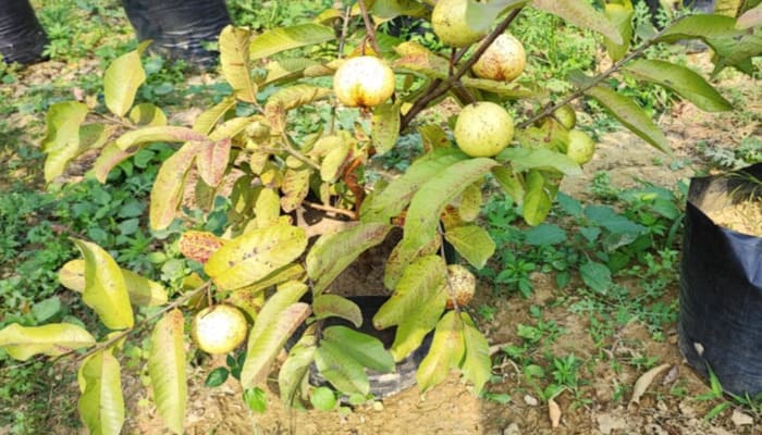 Organic Fruit Farming: छत पर अमरूद, नींबू और संतरा उगाने का आसान तरीका