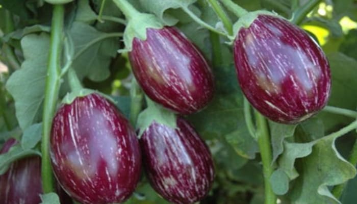 Brinjal Farming: बैंगन की खेती से बनें करोड़पति, कम लागत में अधिक मुनाफा