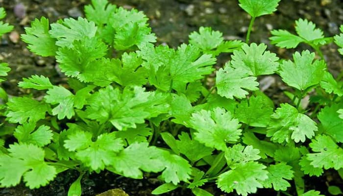 Kitchen Garden: किचन गार्डन में उगाएं ताजा हरा धनिया, आसान और किफायती तरीका