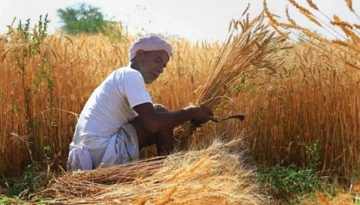 Good News: गेहूं की कटाई से पहले करें रोगिंग, फसल होगी अधिक उपजाऊ और गुणवत्तापूर्ण