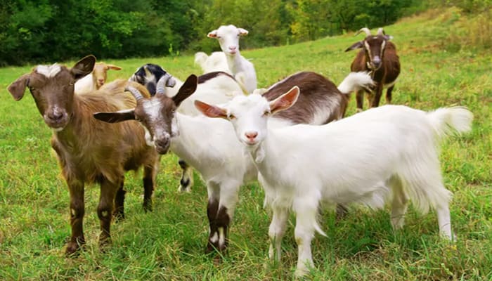 Goat Farming: बकरी पालन से कम लागत में अधिक मुनाफा, जानें बेहतरीन नस्ल और देखभाल के टिप्स