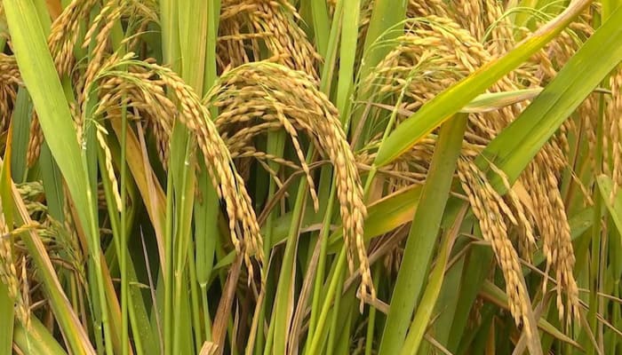 Hybrid Rice: पंजाब में हाइब्रिड राइस की खेती, जल संरक्षण और उच्च उत्पादन की ओर कदम