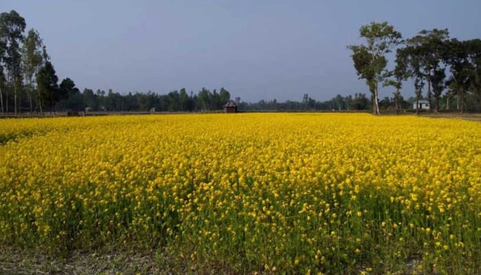 Mustard Farming: सरसों की कटाई से पहले अपनाएं जरूरी सावधानियां, नहीं तो घटेगी उपज