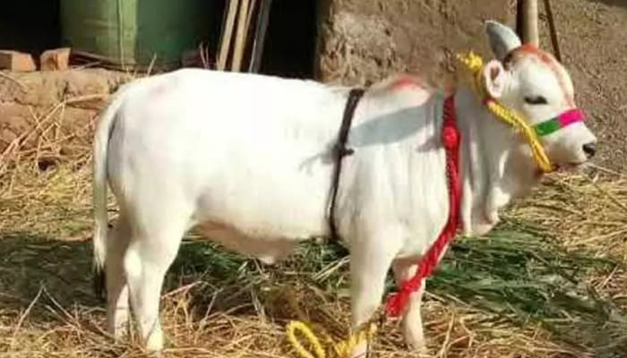 Punganur Cow: पुंगनूर गाय दुनिया की सबसे छोटी नस्ल पर कीमत लाखों में