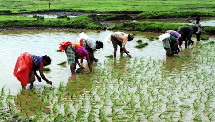 Kheti Wala: वैश्विक बाजार में चावल की कीमतों में गिरावट, भारत ने ब्रोकेन राइस एक्सपोर्ट बैन हटाए