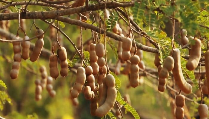 Tamarind Farming: इमली की खेती से मुनाफा, बस बदलें तरीका